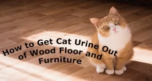 How to Get Cat Urine Out of Wood