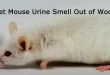 How to Get Mouse Urine Smell Out of Wood