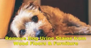 Remove Dog Urine Stains from Wood